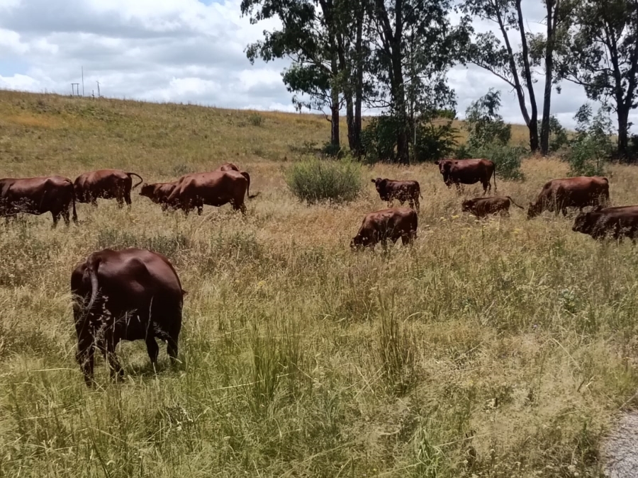 0 Bedroom Property for Sale in Lindley Rural Free State